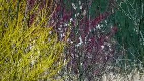 Mazurska przyroda budzi się do życia na zdjęciach Stanisława Sielewicza - zdjęcie 4