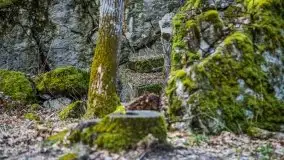 Wilczy Szaniec w Gierłoży zimą jeszcze lepiej widoczny - zdjęcie 113