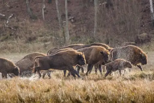 Mazurskie żubry na zdjęciach Janka Olchówki - zdjęcie 11