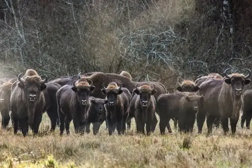 Mazurskie żubry na zdjęciach Janka Olchówki - zdjęcie 8