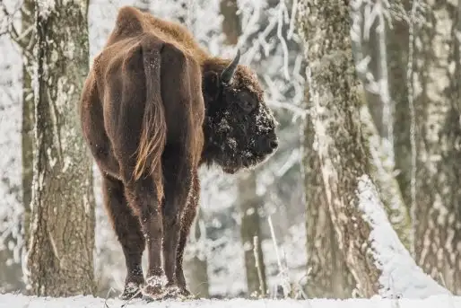 Mazurskie żubry na zdjęciach Janka Olchówki - zdjęcie 2