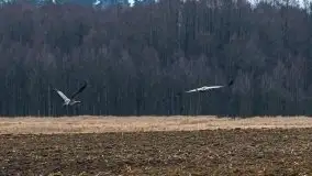 W poszukiwaniu wiosny, okolice Dobry i jez. Dobskiego - zdjęcie 3