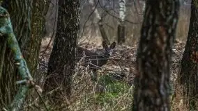 W poszukiwaniu wiosny, okolice Dobry i jez. Dobskiego - zdjęcie 5