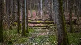 W poszukiwaniu wiosny, okolice Dobry i jez. Dobskiego - zdjęcie 31