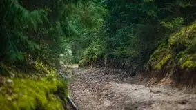 Las nad jeziorem Białym i rzeką Sapiną, marzec 2020 - zdjęcie 12