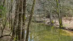 Las nad jeziorem Białym i rzeką Sapiną, marzec 2020 - zdjęcie 11