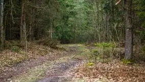 Las nad jeziorem Białym i rzeką Sapiną, marzec 2020 - zdjęcie 35