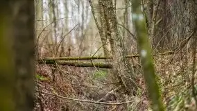 Las nad jeziorem Białym i rzeką Sapiną, marzec 2020 - zdjęcie 37