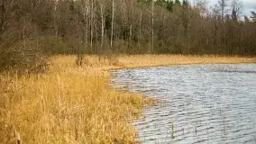 Las nad jeziorem Białym i rzeką Sapiną, marzec 2020 - zdjęcie 42