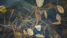 Las nad jeziorem Białym i rzeką Sapiną, marzec 2020 - zdjęcie 43