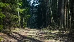 Las nad jeziorem Białym i rzeką Sapiną, marzec 2020 - zdjęcie 55