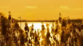 Złote Ogonki i jezioro Święcajty pierwszego dnia wiosny 2020 - zdjęcie 46