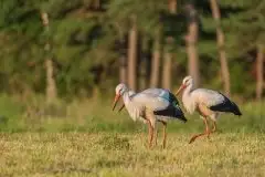 Zdjęcia: Mazurskie bociany na zdjęciach Janka Olchówki - zdjęcie 67