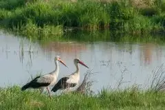 Zdjęcia: Mazurskie bociany na zdjęciach Janka Olchówki - zdjęcie 66