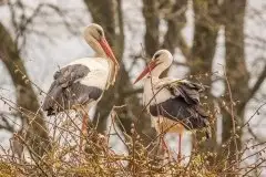 Zdjęcia: Mazurskie bociany na zdjęciach Janka Olchówki - zdjęcie 53