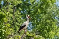 Zdjęcia: Mazurskie bociany na zdjęciach Janka Olchówki - zdjęcie 51
