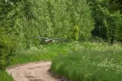 Zdjęcia: Mazurskie bociany na zdjęciach Janka Olchówki - zdjęcie 50