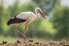 Zdjęcia: Mazurskie bociany na zdjęciach Janka Olchówki - zdjęcie 44