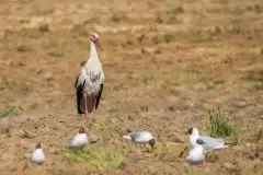 Zdjęcia: Mazurskie bociany na zdjęciach Janka Olchówki - zdjęcie 30