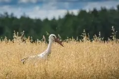 Zdjęcia: Mazurskie bociany na zdjęciach Janka Olchówki - zdjęcie 29