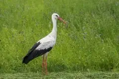 Zdjęcia: Mazurskie bociany na zdjęciach Janka Olchówki - zdjęcie 28