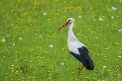 Zdjęcia: Mazurskie bociany na zdjęciach Janka Olchówki - zdjęcie 13