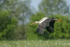 Zdjęcia: Mazurskie bociany na zdjęciach Janka Olchówki - zdjęcie 8