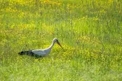Zdjęcia: Mazurskie bociany na zdjęciach Janka Olchówki - zdjęcie 5