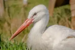 Zdjęcia: Mazurskie bociany na zdjęciach Janka Olchówki - zdjęcie 3