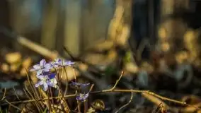 Mamerki i okolice pod koniec marca 2020 - zdjęcie 3