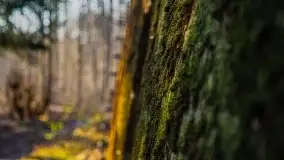 Mamerki i okolice pod koniec marca 2020 - zdjęcie 18