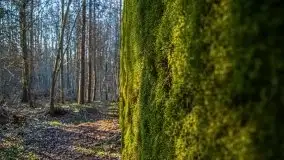 Mamerki i okolice pod koniec marca 2020 - zdjęcie 23