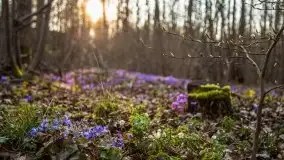 Mamerki i okolice pod koniec marca 2020 - zdjęcie 28