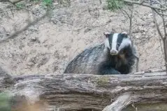 Borsuki na zdjęciach Jana Olchówki - zdjęcie 12