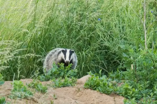 Borsuki na zdjęciach Jana Olchówki - zdjęcie 5
