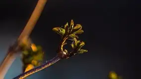 Pierkunowo i jezioro Kisajno w kwietniowym słońcu - zdjęcie 7