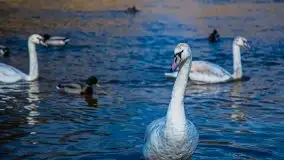 Pisz w kwietniowych promieniach słońca - zdjęcie 28