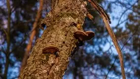 Złote jezioro Dejguny w kwietniowym słońcu - zdjęcie 16