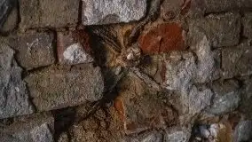 Ruiny Pałacu w Mieduniszkach Wielkich - zdjęcie 93