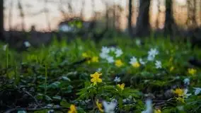 Wiosna w lesie miejskim w Giżycku pod koniec kwietnia - zdjęcie 5