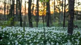 Wiosna w lesie miejskim w Giżycku pod koniec kwietnia - zdjęcie 4