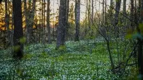 Wiosna w lesie miejskim w Giżycku pod koniec kwietnia - zdjęcie 8