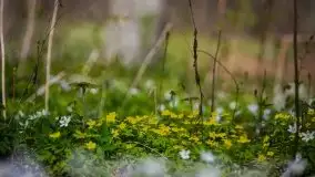 Wiosna w lesie miejskim w Giżycku pod koniec kwietnia - zdjęcie 1