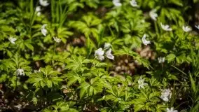 Wiosna w lesie miejskim w Giżycku pod koniec kwietnia - zdjęcie 22