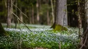 Wiosna w lesie miejskim w Giżycku pod koniec kwietnia - zdjęcie 14