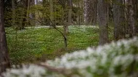 Wiosna w lesie miejskim w Giżycku pod koniec kwietnia - zdjęcie 17