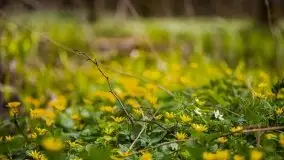 Wiosna w lesie miejskim w Giżycku pod koniec kwietnia - zdjęcie 39