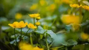 Wiosna w lesie miejskim w Giżycku pod koniec kwietnia - zdjęcie 35