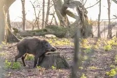 Zdjęcia: Mazurska wiosna na zdjęciach Janka Olchówki - zdjęcie 12