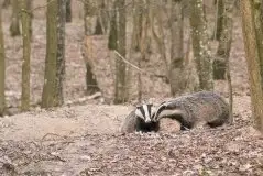 Zdjęcia: Mazurska wiosna na zdjęciach Janka Olchówki - zdjęcie 26